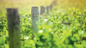 implantation de la vigne